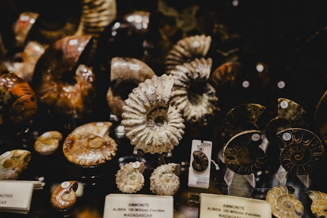 fossils displayed in a museum