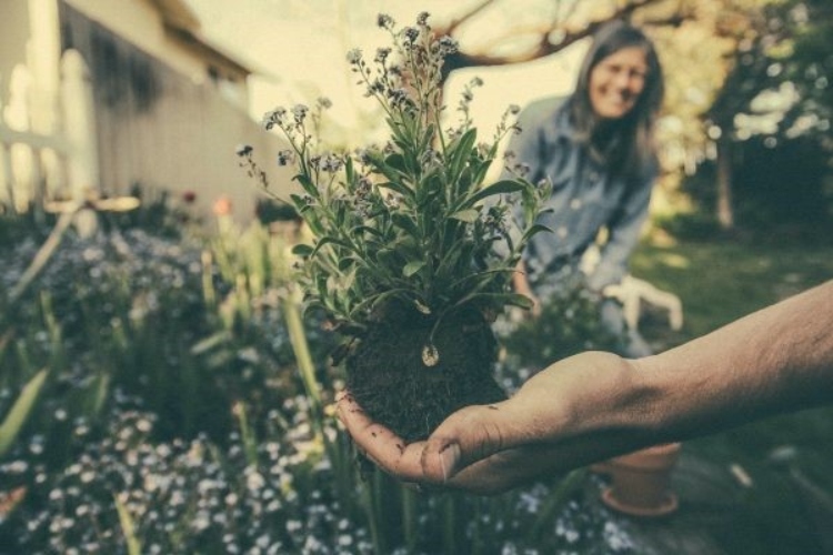 Plant being pulled out from a garden bed