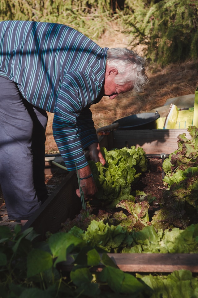 elderly man planting flower