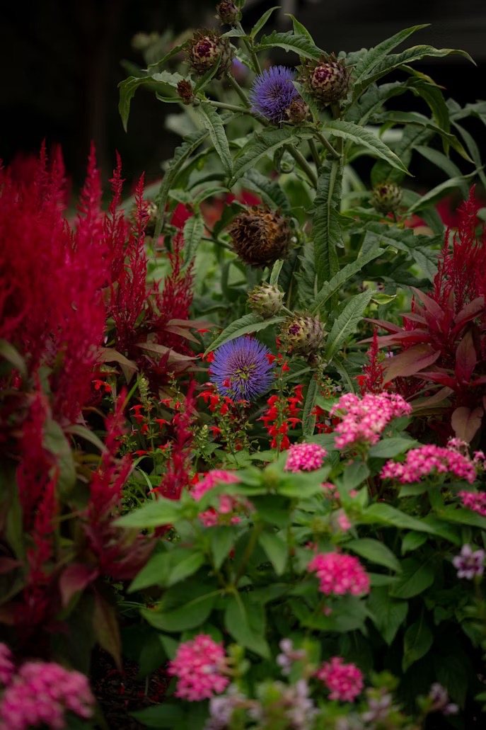 variety of flowers on display